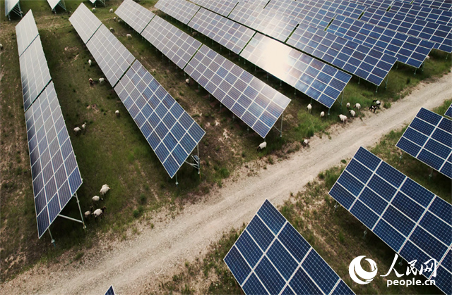 羊群在青海省海南州共和縣塔拉灘的光伏園區(qū)內(nèi)吃草。人民網(wǎng)記者 馬天翼攝