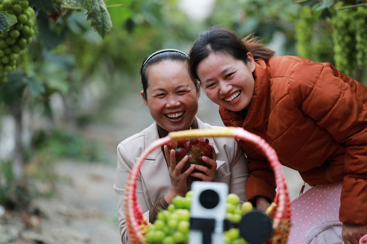 2024年10月6日，果農(nóng)在貴州省黔西市金碧鎮(zhèn)新蘭村葡萄園里進(jìn)行直播銷售。來源：人民圖片