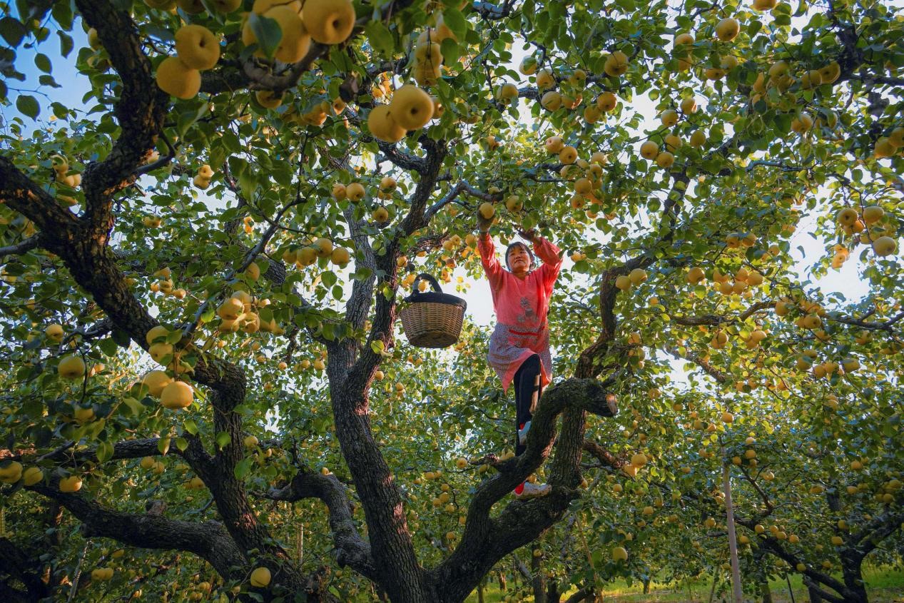 2024年10月4日，安徽省宿州市碭山縣程莊鎮(zhèn)衡樓村百年老梨園里，梨農(nóng)在忙著采摘酥梨。來源:人民圖片