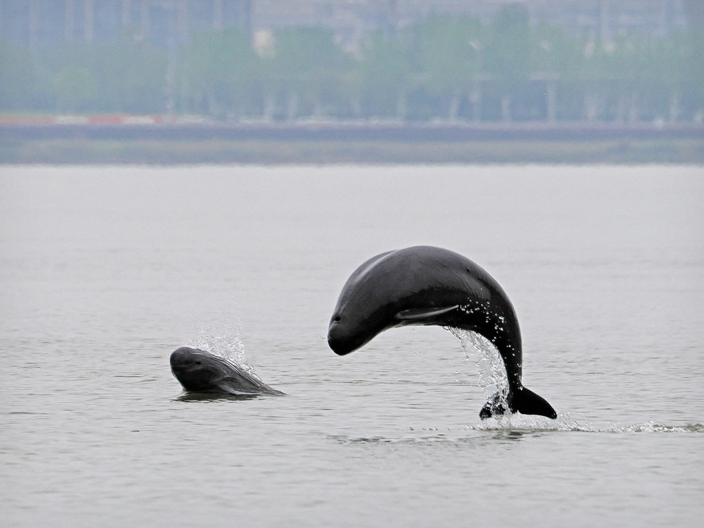 文化中國(guó)行 長(zhǎng)江之歌丨微笑的江豚，從四千年前“游”來(lái)