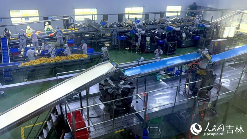 吉林省農(nóng)嫂食品有限公司生產(chǎn)車(chē)間內(nèi)一片火熱。人民網(wǎng)記者 王海躍攝