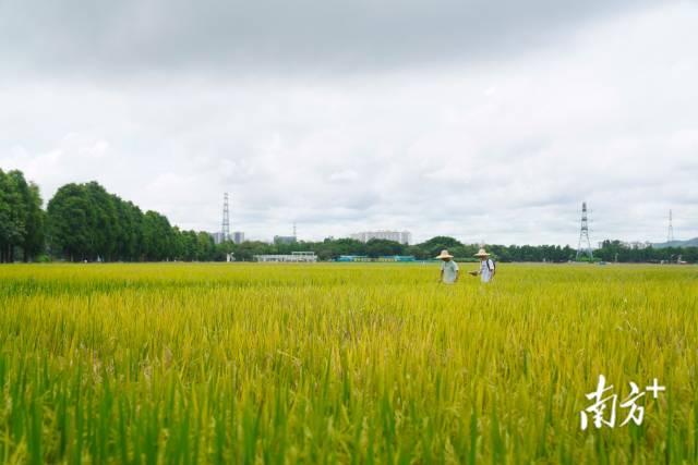 文化組的兩名成員正行走在稻田里。