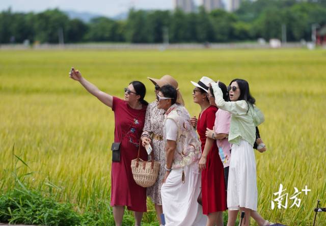 游客們在崖口村稻田前合影。