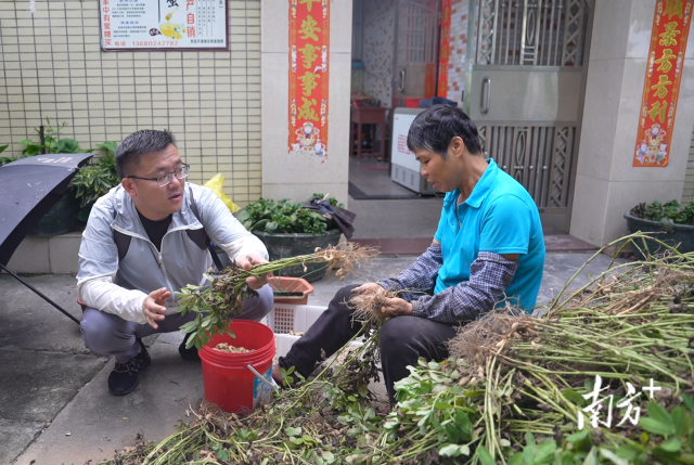 土地組成員張國強一邊幫村民做農(nóng)活一邊聊天。