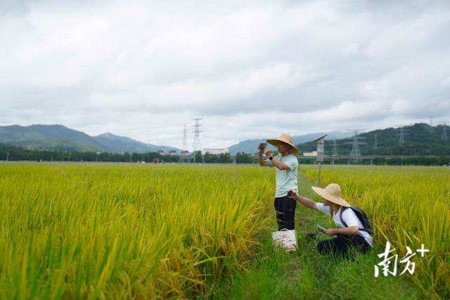 文化組的兩名成員正在給稻田拍照。