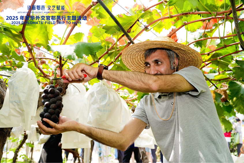 智慧“種”進(jìn)葡萄園 駐華外交官品讀鄉(xiāng)村振興“中國甜”_fororder_圖片6