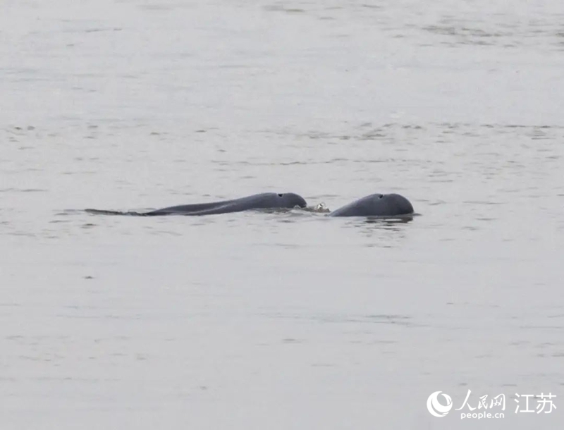 在南京長江新濟洲國家濕地公園拍到的江豚。人民網(wǎng)記者 王丹丹攝