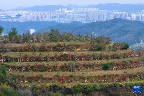 【高質(zhì)量發(fā)展看陜西】“上天”的延安蘋果，蘊藏哪些新質(zhì)生產(chǎn)力