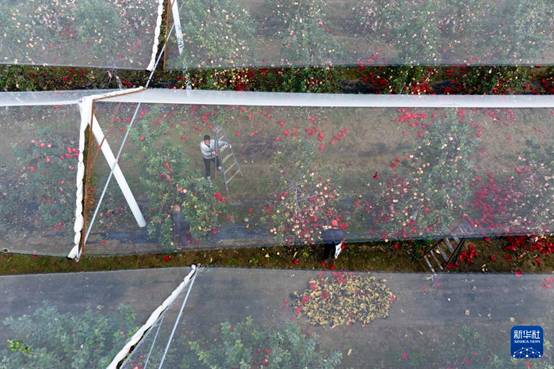 【高質(zhì)量發(fā)展看陜西】“上天”的延安蘋果，蘊藏哪些新質(zhì)生產(chǎn)力