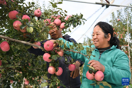 【高質(zhì)量發(fā)展看陜西】“上天”的延安蘋果，蘊藏哪些新質(zhì)生產(chǎn)力