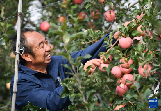 【高質(zhì)量發(fā)展看陜西】“上天”的延安蘋果，蘊藏哪些新質(zhì)生產(chǎn)力