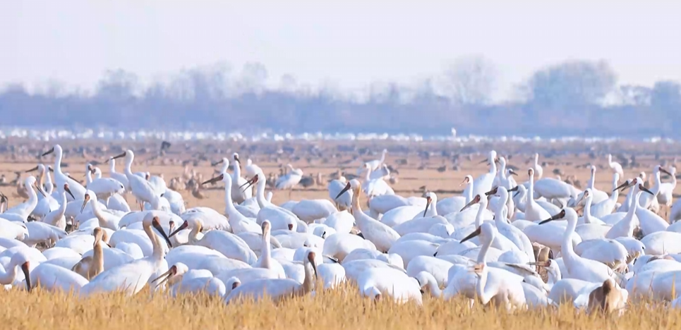 “兩山”理念與美麗中國(guó)丨濕地與候鳥，一場(chǎng)歲歲年年的相守