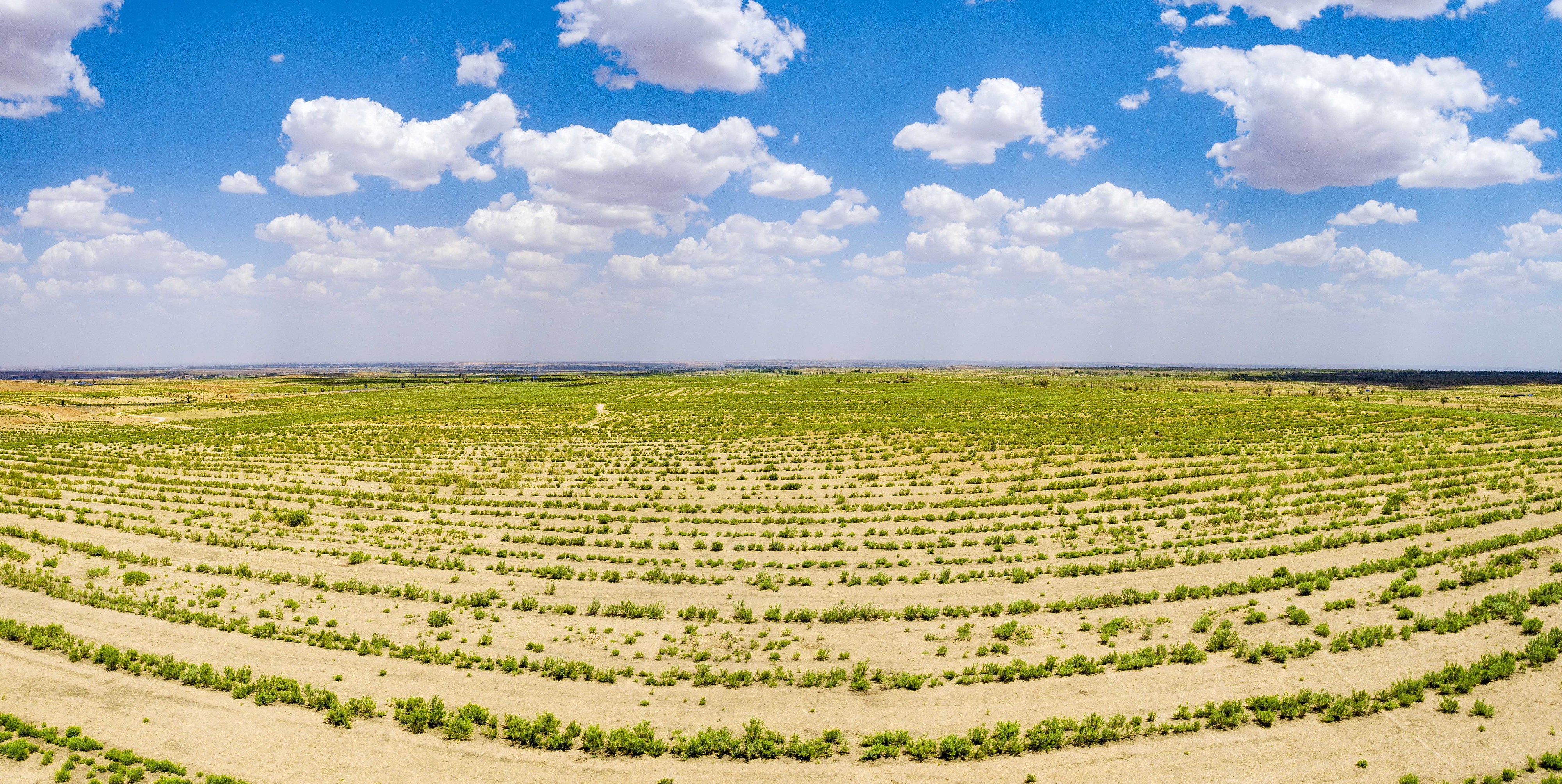 2023年6月7日，內(nèi)蒙古鄂爾多斯，毛烏素沙漠。