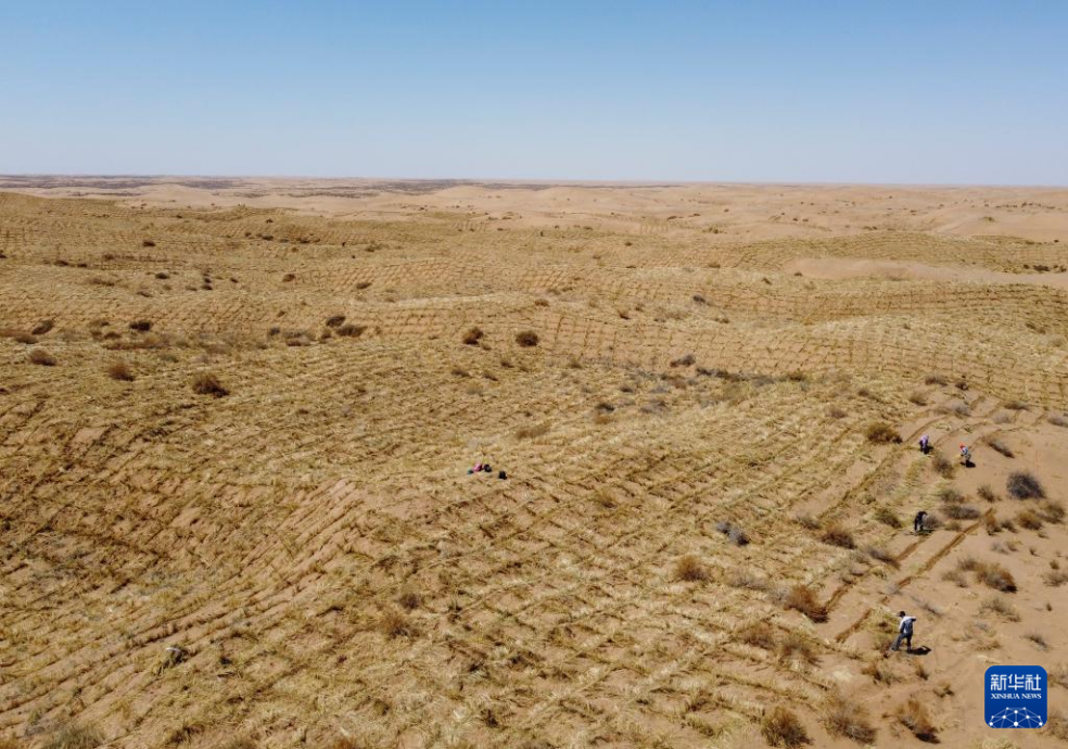 2024年4月10日，群眾在古浪縣八步沙林場麻黃塘沙區(qū)用草方格壓沙。新華社發(fā)（無人機(jī)照片）