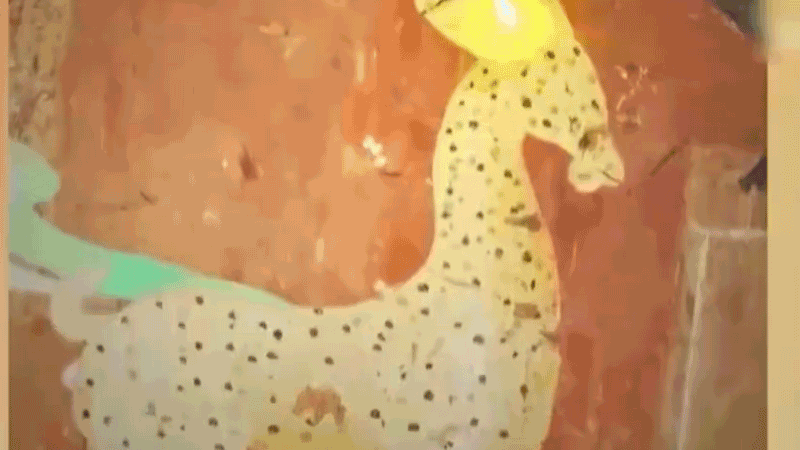 在全新技術(shù)支持下，敦煌莫高窟實現(xiàn)了窟內(nèi)文物窟外看的新體驗。