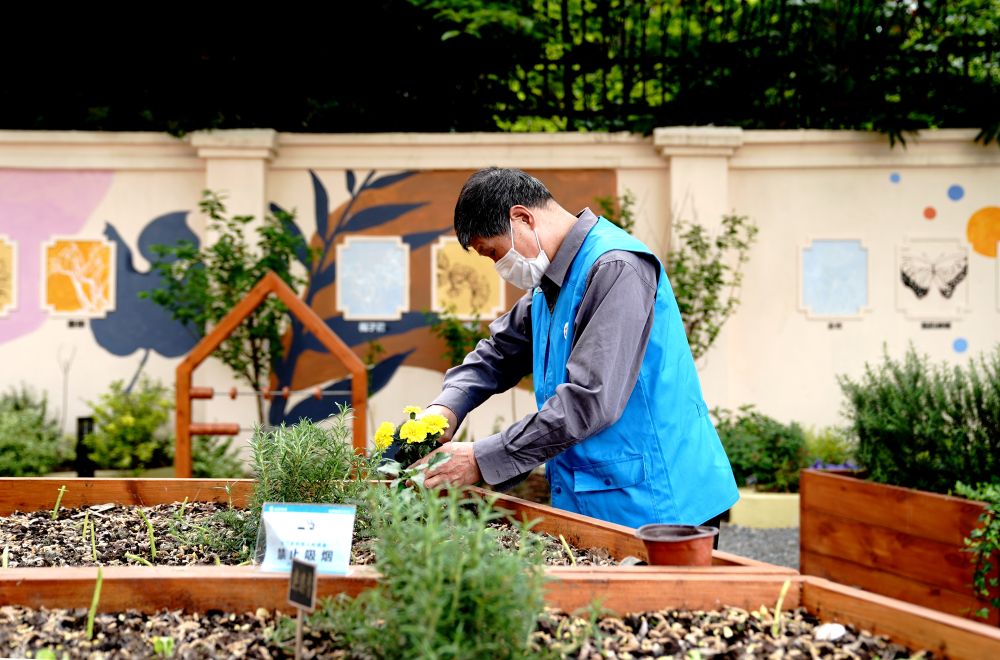 上海市長(zhǎng)寧區(qū)虹旭小區(qū)居民在整理改造社區(qū)花園。居民們把堆肥箱里發(fā)酵出來的“綠色材料”和土壤拌在一起鋪在種植箱中（2020年4月22日攝）。新華社記者 張建松 攝