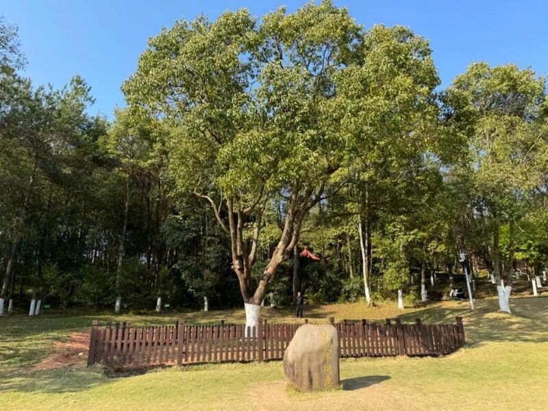 習(xí)近平同志為福建省長汀縣水土保持科教園捐種的香樟樹。圖源：學(xué)習(xí)時報