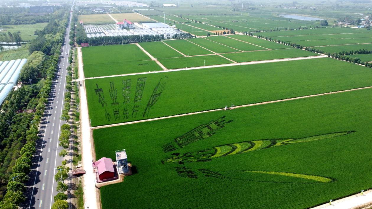 俯瞰小崗村高標準農田。鳳陽縣委宣傳部供圖
