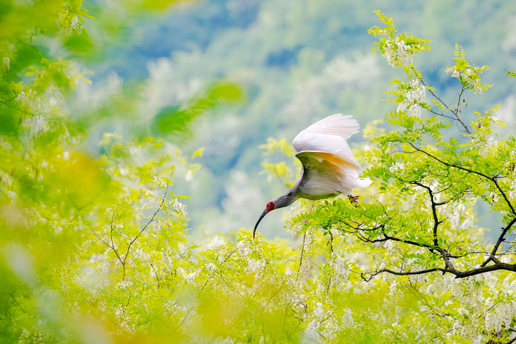 2024年5月2日，一只秦嶺以北野放朱鹮在陜西省銅川市耀州區(qū)沮河上游洋槐林中飛翔。