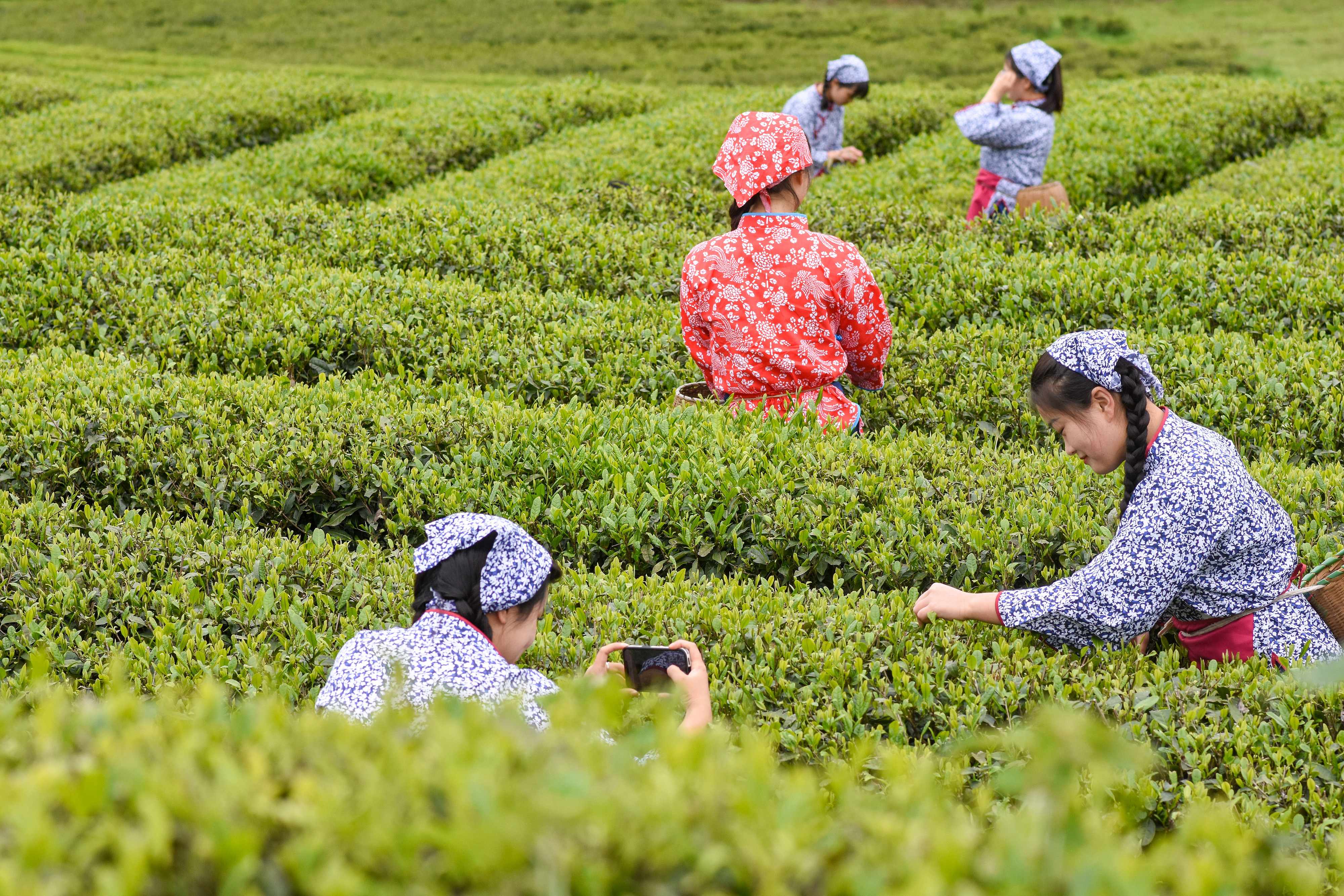 2023年4月6日，游客在貴州省銅仁市江口縣怒溪鎮(zhèn)駱象村生態(tài)茶園體驗(yàn)采茶樂(lè)趣。