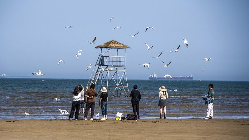2024年5月12日，河北秦皇島，北戴河鴿子窩公園成群海鷗在天空中自由翱翔，與大海、藍(lán)天構(gòu)成了一幅美麗的畫卷。