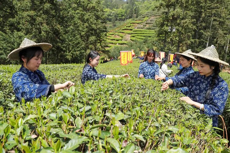 2025年4月13日，福建武夷山市星村鎮(zhèn)朝陽村茶農(nóng)在生態(tài)茶園展示采茶。新華社發(fā)（邱汝泉 攝）