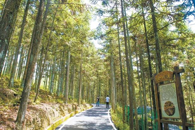 福建周寧縣黃振芳家庭林場。（圖源：央視新聞）