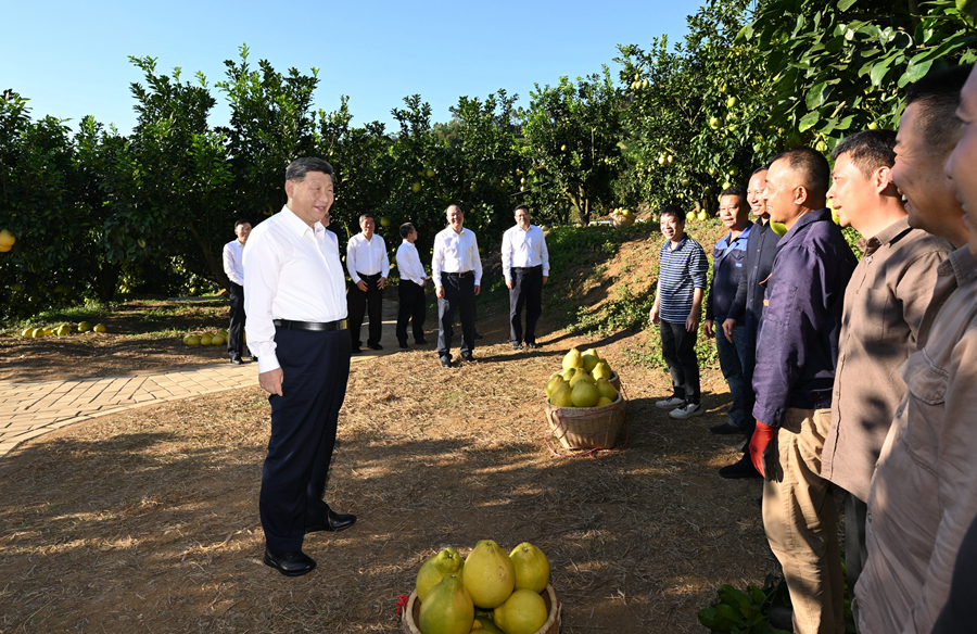 2025年11月7日，習(xí)近平總書記在梅州市梅縣區(qū)雁洋鎮(zhèn)南福金柚種植基地考察時(shí)，同果農(nóng)和農(nóng)技人員親切交流。