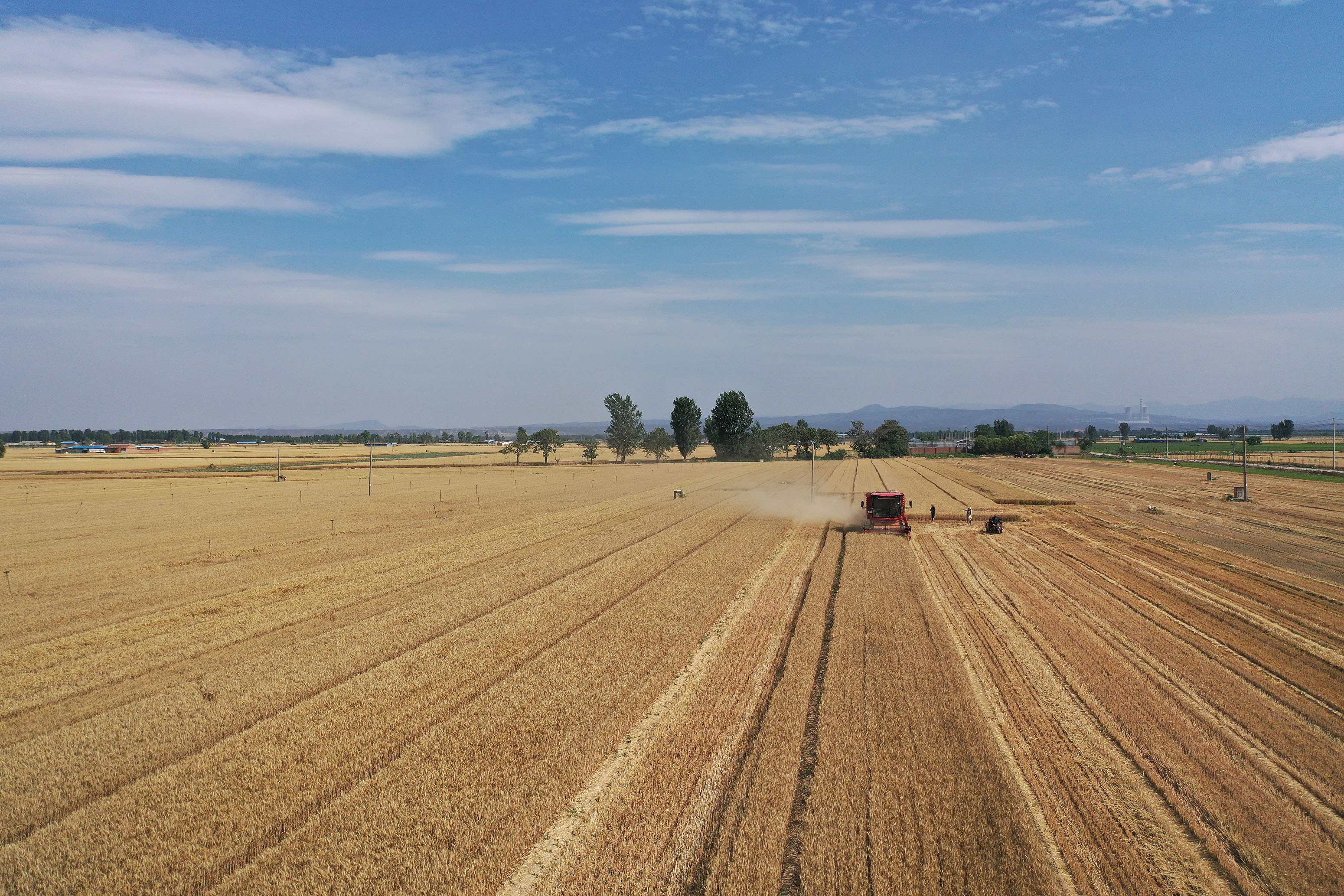 2025年6月3日，河南焦作，溫縣黃河街道灘王莊村農(nóng)民駕駛收割機(jī)收獲小麥。