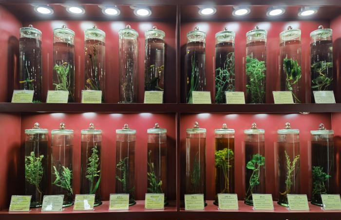 圖為藏藥藥材標(biāo)本。???張海?? ??.jpg