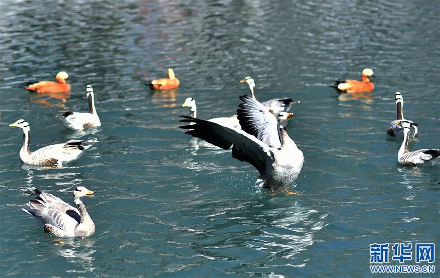 (社會)(2)春到拉薩