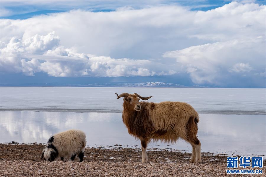 (美麗中國(guó))(3)春暖雪域 色林錯(cuò)“解凍”