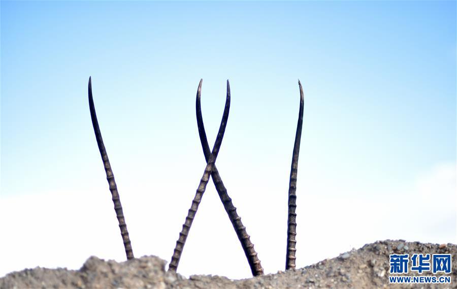 (環(huán)境)(4)羌塘自然保護區(qū):悠閑的藏羚羊