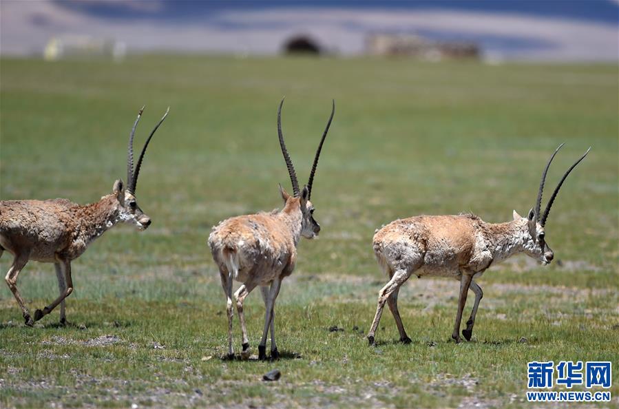 (環(huán)境)(5)羌塘自然保護區(qū):悠閑的藏羚羊