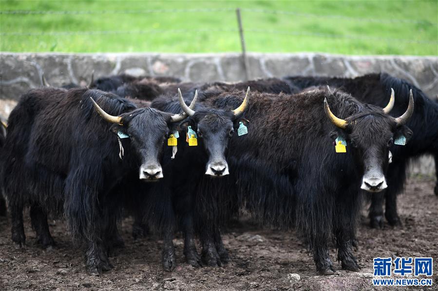 （經(jīng)濟）（2）大通牦牛“嫁”入西藏