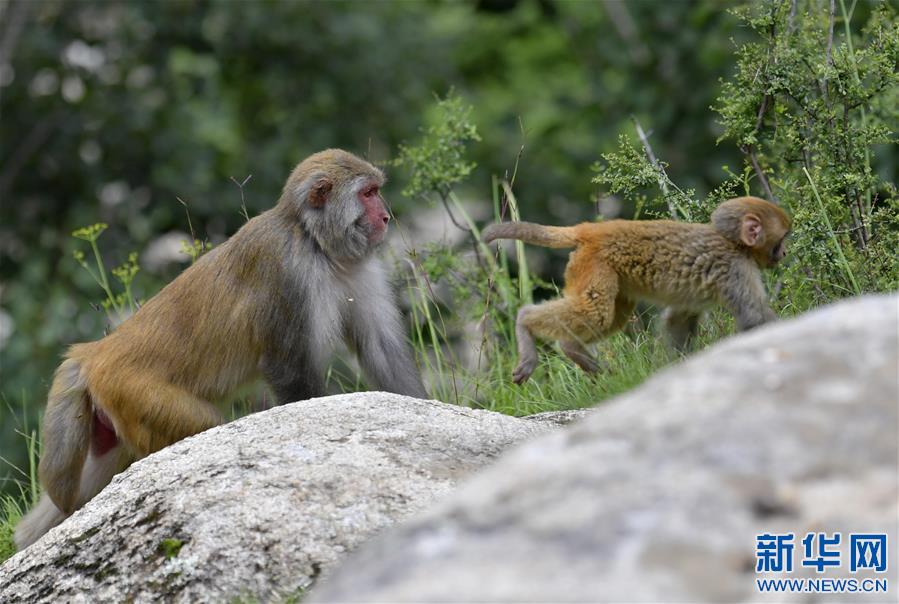 (環(huán)境)(2)雅魯藏布江畔藏獼猴