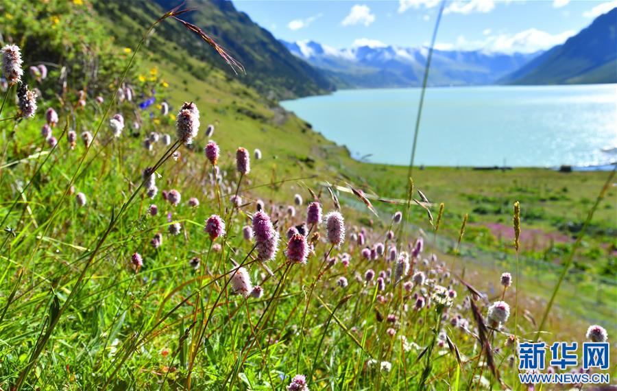 (新華視界)(3)嘉乃玉錯的悠閑時光