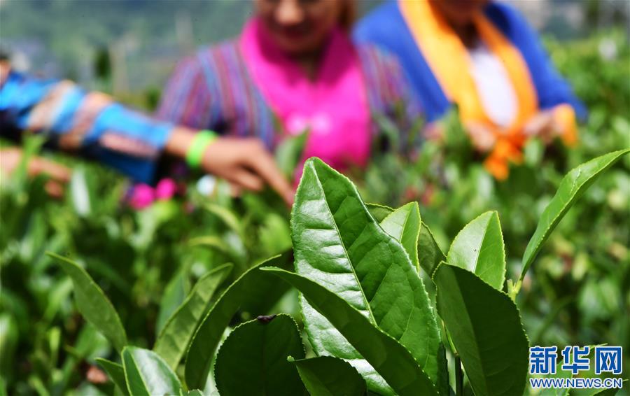(新華視界)(3)茶香墨脫