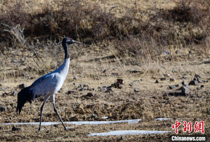 圖為一只黑頸鶴在拉薩市林周縣境內(nèi)田間覓食?！∝暩聛硭?攝