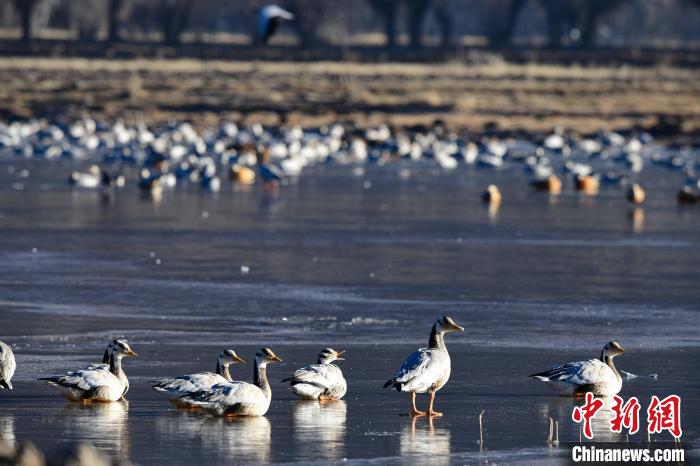 圖為拉薩市林周縣境內(nèi)越冬的候鳥?！∝暩聛硭?攝