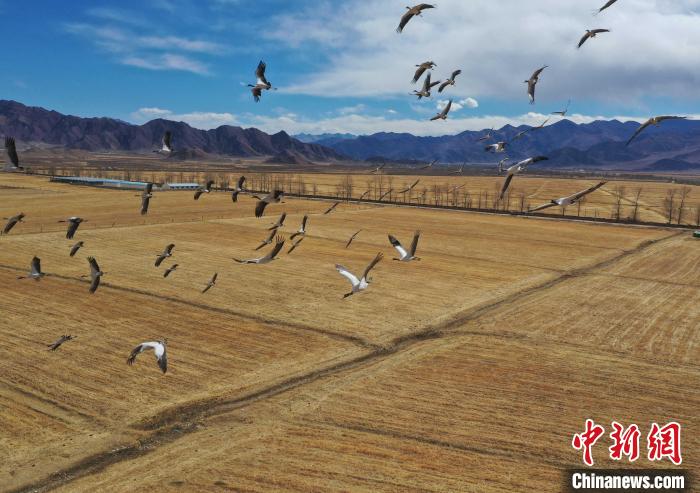 圖為黑頸鶴在拉薩市林周縣境內(nèi)飛翔。　貢嘎來松 攝