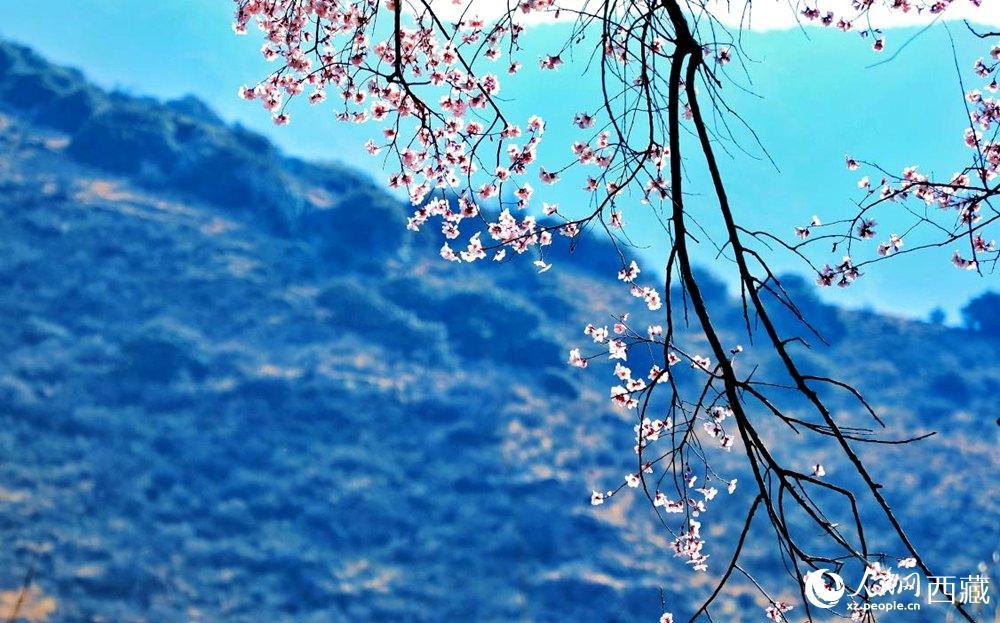 清麗的桃花。人民網(wǎng) 李海霞攝