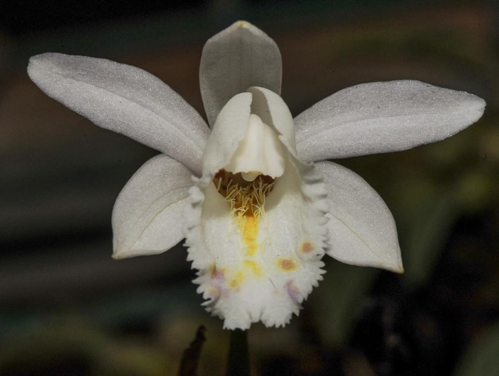 毛唇獨(dú)蒜蘭。 金效華攝