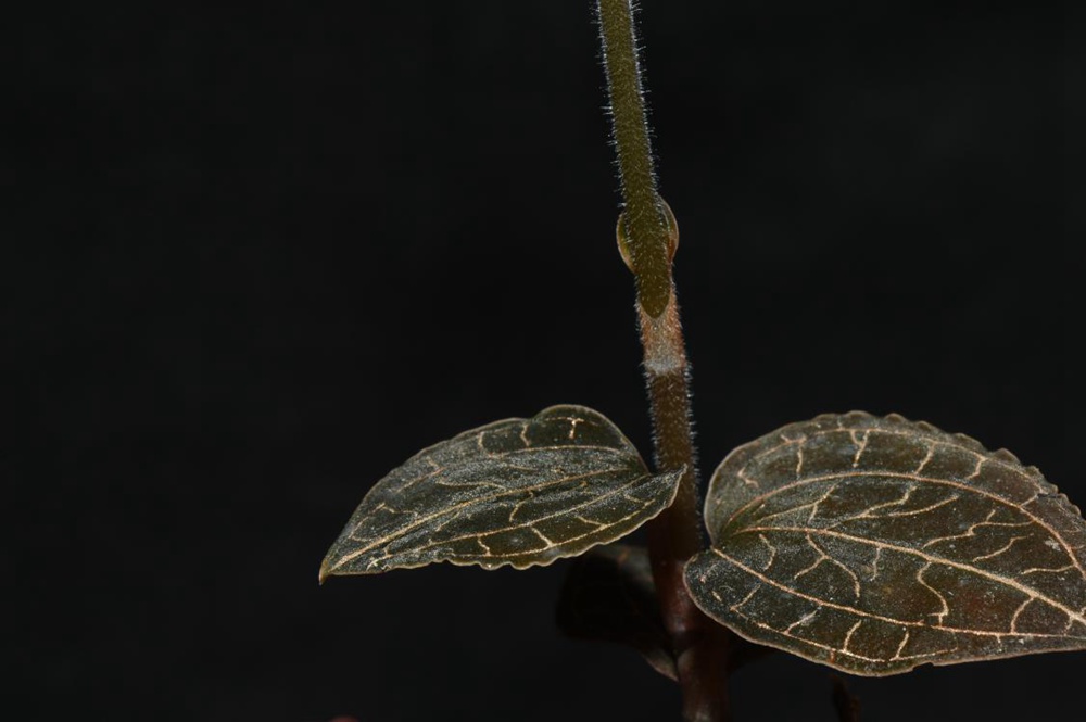 墨脫金線蘭。金效華攝