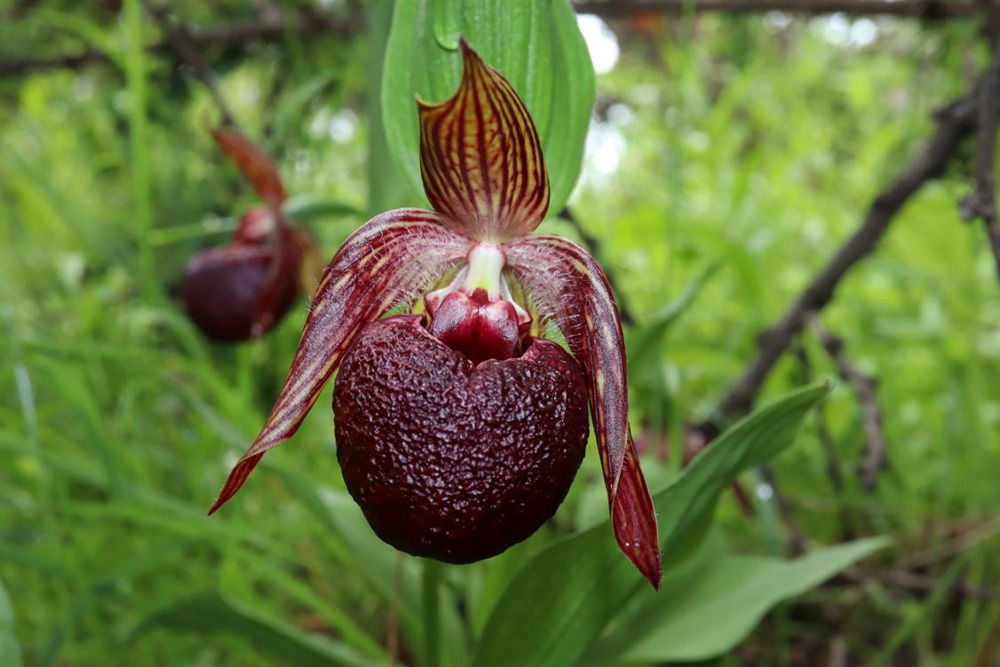 波密灼蘭。王翰臣攝