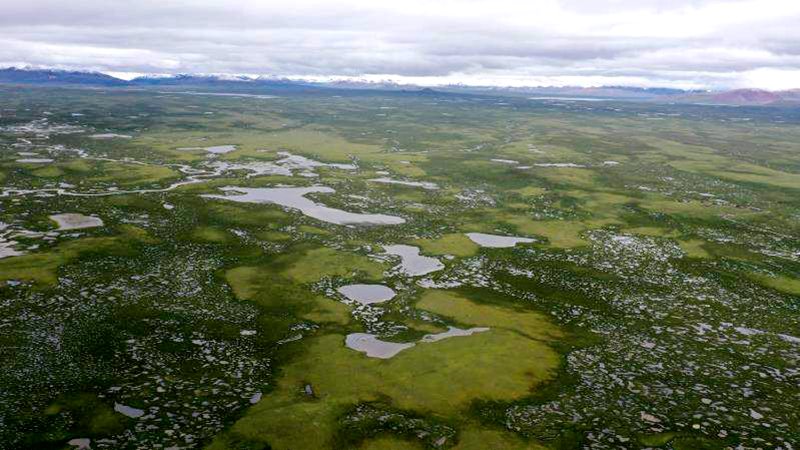 麥地卡濕地。