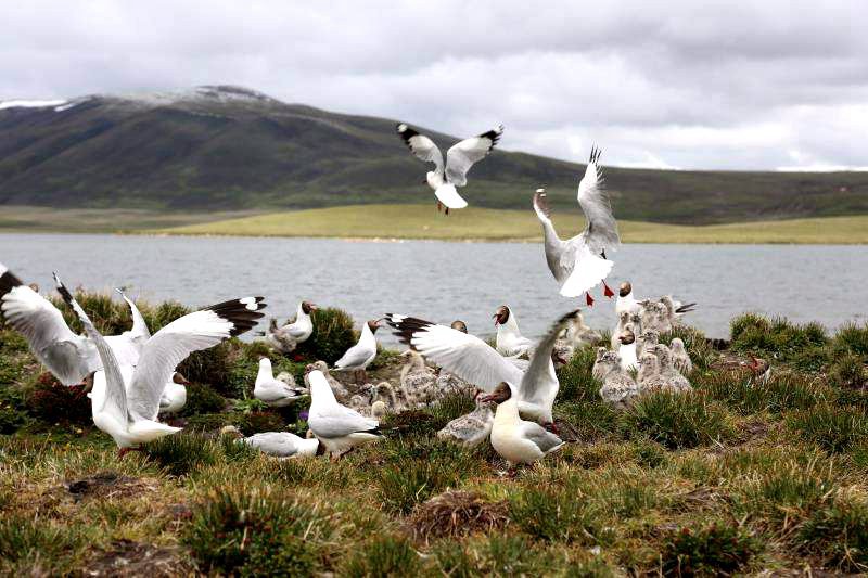 棲息的候鳥。