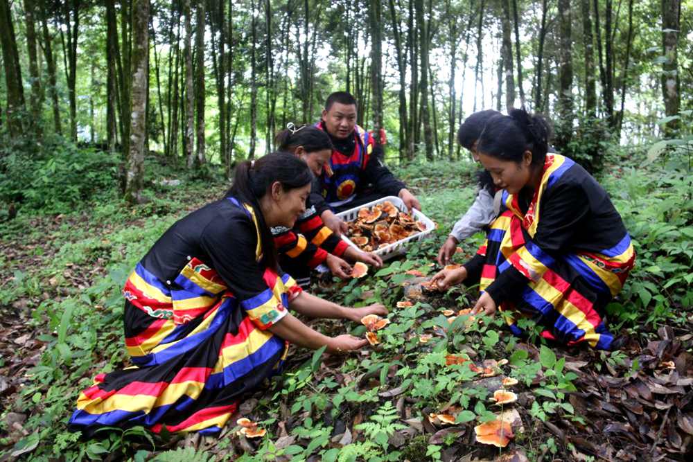 身著民族服的村民正在采摘靈芝。次仁央宗攝