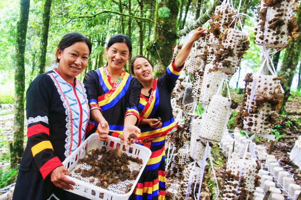 木耳產量頗豐。次仁央宗攝