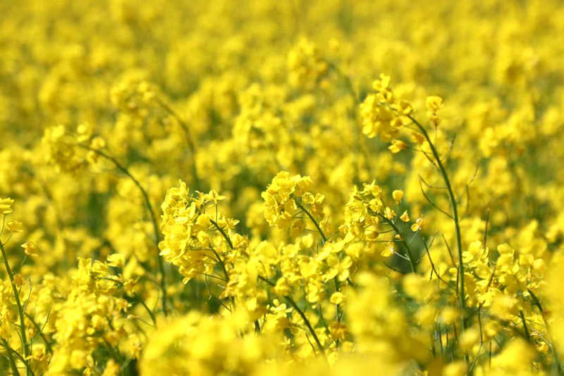 油菜花盛開。洛克攝